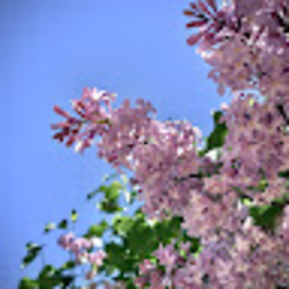 Meet your Posher, Ava mullins - Picture 1 of 1